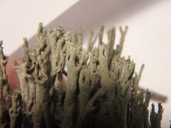 Cladonia cenotea