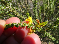 Aspalathus pinguis pinguis