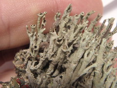 Cladonia cenotea