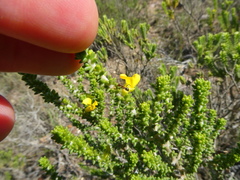 Aspalathus pinguis pinguis