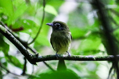 Rhynchocyclus brevirostris