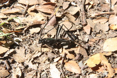 Planopus laniniensis