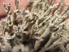 Cladonia cenotea