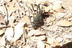 Planopus laniniensis