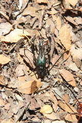 Planopus laniniensis