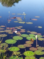 Nymphaea ampla