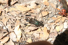 Planopus laniniensis