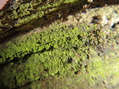 Scoliciosporum chlorococcum