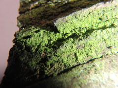 Scoliciosporum chlorococcum
