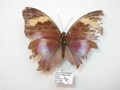 Euphaedra medon medon