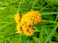 Berkheya umbellata