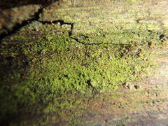 Scoliciosporum chlorococcum