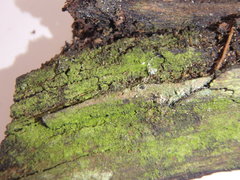Scoliciosporum chlorococcum