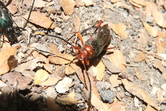 Planopus laniniensis
