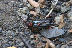 Planopus laniniensis