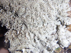 Heterodermia squamulosa