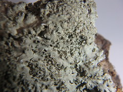 Heterodermia squamulosa