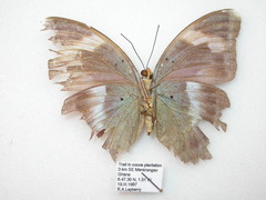 Euphaedra medon medon
