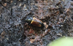 Paromia dorcoides