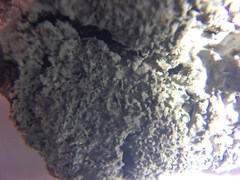 Heterodermia squamulosa