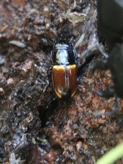 Paromia dorcoides