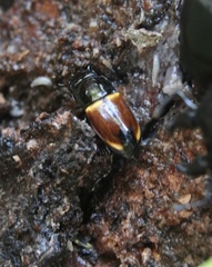 Paromia dorcoides