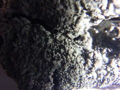 Heterodermia squamulosa