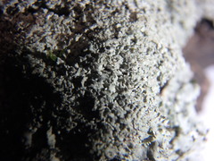 Heterodermia squamulosa