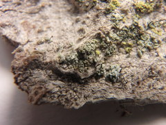 Chaenotheca trichialis