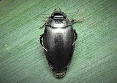 Agabus bipustulatus