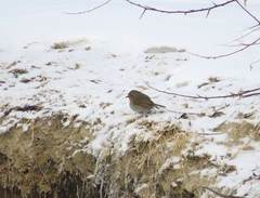 Erithacus rubecula tataricus