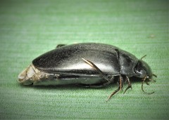 Agabus bipustulatus