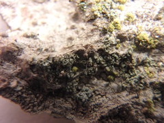 Chaenotheca trichialis