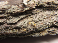 Chaenotheca ferruginea