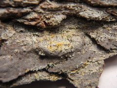 Chaenotheca ferruginea