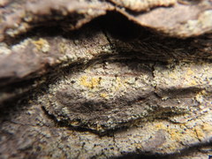 Chaenotheca ferruginea