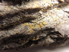 Chaenotheca ferruginea