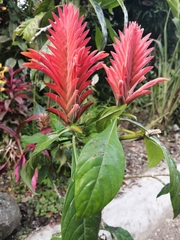 Aphelandra flava