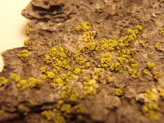 Chaenotheca chrysocephala