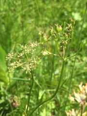 Meum athamanticum