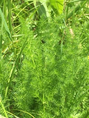Meum athamanticum