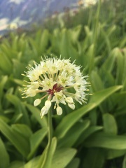 Allium victorialis