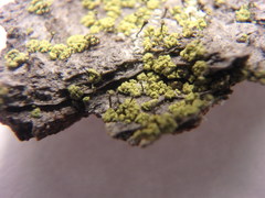 Chaenotheca chrysocephala