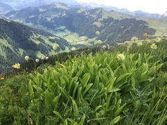 Allium victorialis