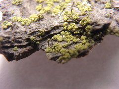 Chaenotheca chrysocephala