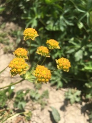 Bupleurum ranunculoides