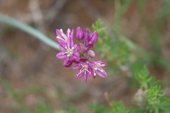 Allium mongolicum