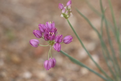 Allium mongolicum