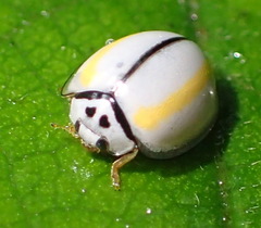 Oenopia divergens