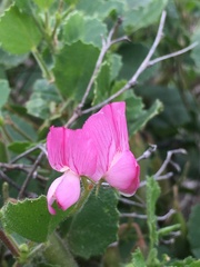 Ononis rotundifolia